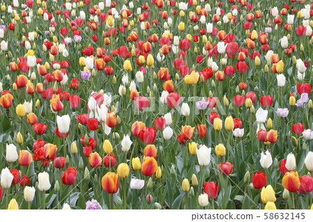 Tulip at Hitachi Beach Park Tulip at Hitachi Beach Park 58632145