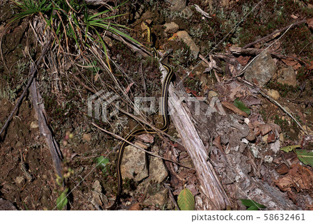 Small little snake basks in the sun at the 58632461