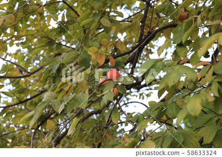 persimmon persimmon 58633324