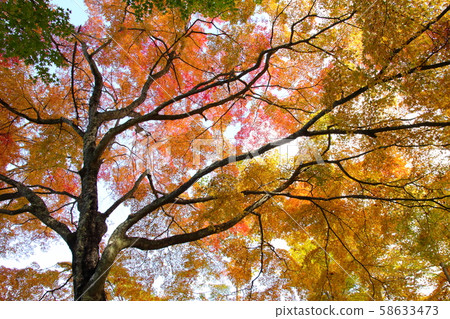 Scenery of colored leaves / Lake Yamanaka Scenery of colored leaves / Lake Yamanaka 58633473