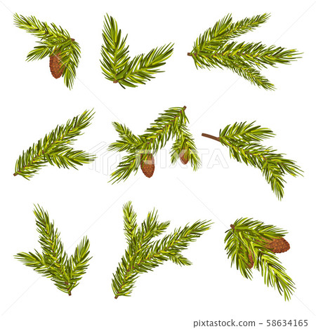 Set Of Realistic Spruce Branches With Cones... - Stock Illustration ...