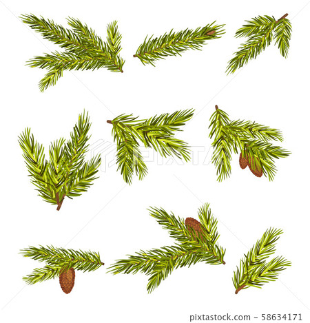Set Of Nine Realistic Spruce Twigs With Cones Vector Illustration 58634171