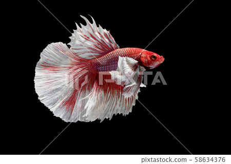Siamese Fighting Fish, Betta splendens on black Background, Half Moon. Siamese Fighting Fish, Betta splendens on black Background, Half Moon. 58634376
