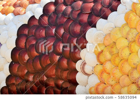 Texture Seashell Multicolor Material Background Modeling Exhibition Nagashima Town Izumi City Kagoshima Prefecture Texture Seashell Multicolor Material Background Modeling Exhibition Nagashima Town Izumi City Kagoshima Prefecture 58635094