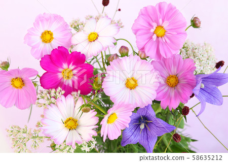 Cosmos cut flowers 58635212
