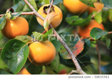 Persimmon oyster persimmon tree Persimmon oyster persimmon tree 58635561