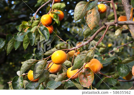 Persimmon oyster persimmon tree Persimmon oyster persimmon tree 58635562