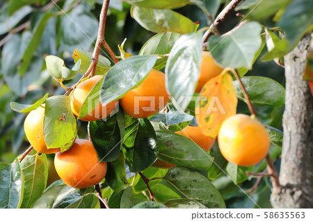 柿子牡蠣柿子樹 柿子牡蠣柿子樹 58635563