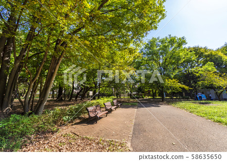 Forestry forest park scenery 58635650