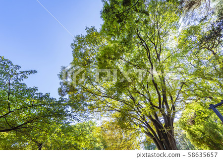 Forest trial forest park with sunbeams 58635657