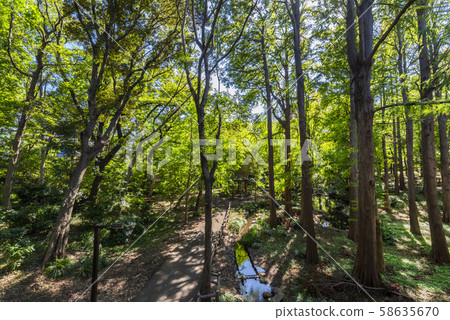 森林景觀森林公園清溪 58635670