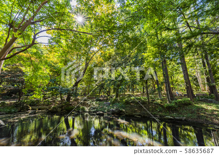 Scenery of Forestry Forest Park 58635687