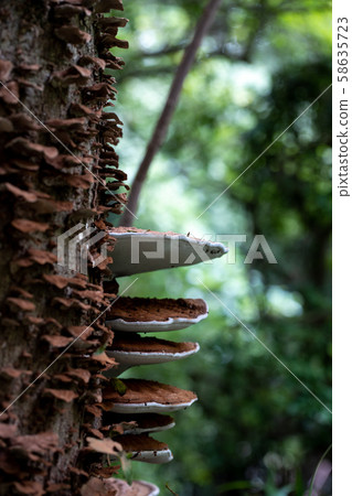 Polyporaceae 58635723