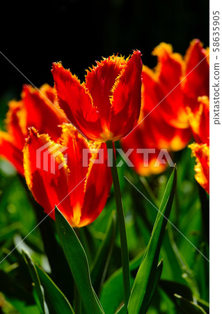 鬱金香 鬱金香 58635905