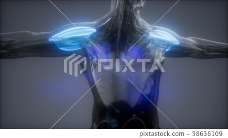 deltoid - Visible muscle anatomy map 58636109