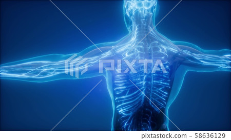 Blood Vessels of Human Body Blood Vessels of Human Body 58636129