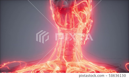 Blood Vessels of Human Body Blood Vessels of Human Body 58636130
