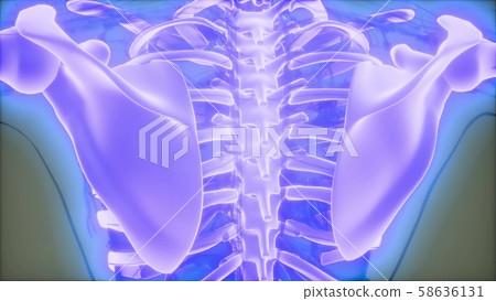 Transparent Human Body with Visible Bones Transparent Human Body with Visible Bones 58636131