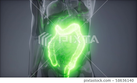 Human Colon Radiology Exam 58636140