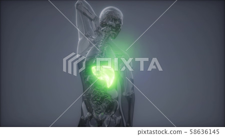 Human Liver Radiology Exam Human Liver Radiology Exam 58636145