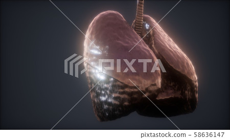 loop 3d rendered medically accurate animation of loop 3d rendered medically accurate animation of 58636147