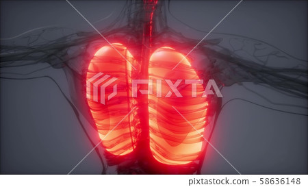 Human Lungs Radiology Exam Human Lungs Radiology Exam 58636148