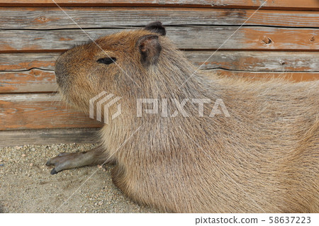 Capybara Capybara 58637223