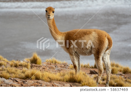 Isolated Vicugna vicugna in Atacama high plateau Isolated Vicugna vicugna in Atacama high plateau 58637469