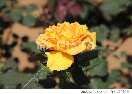 聖丹斯深黃色和紅色覆蓋的玫瑰 聖丹斯深黃色和紅色覆蓋的玫瑰 58637969