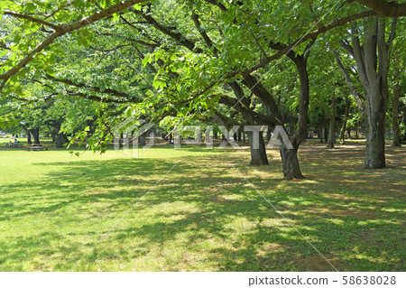 Koganei Park, Koganei Park, Tokyo Koganei Park, Koganei Park, Tokyo 58638028