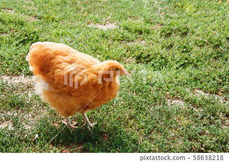 Domestic Chickens Eating grains and green grass Domestic Chickens Eating grains and green grass 58638218