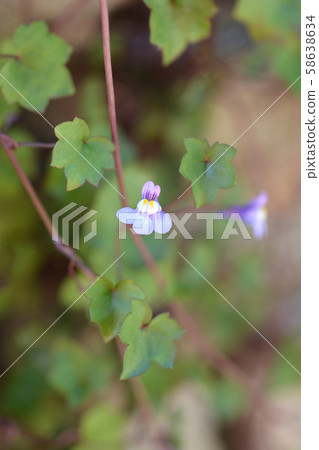 Kenilworth Ivy 58638634