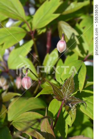Pink Himalayan clematis Pink Himalayan clematis 58638636