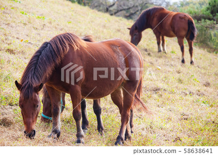 Horse eating grass 58638641