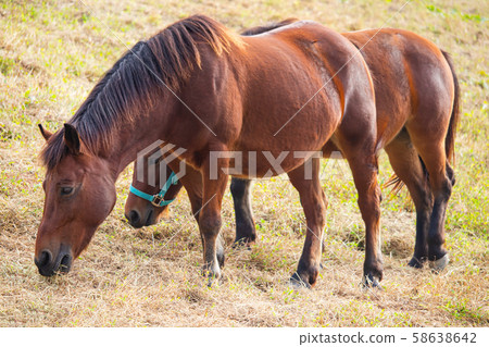 Horse eating grass Horse eating grass 58638642