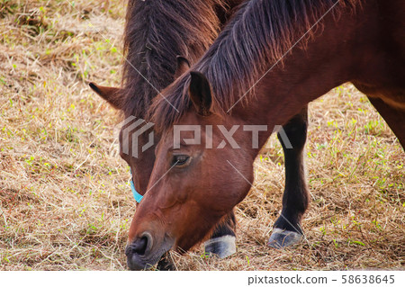 Horse eating grass 58638645