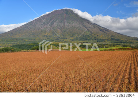 在北海道馬卡里附近拍攝的大豆田和羊蹄山（富士山） 58638804