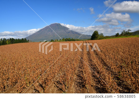 在北海道馬卡里附近拍攝的大豆田和羊蹄山（富士山） 58638805