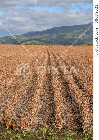 Photographing the scenery of a soybean field close to harvesting in Kyogoku-cho, Hokkaido 58638921