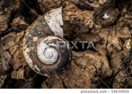 Shellfish on a cracked soil in a dry pond 58639009