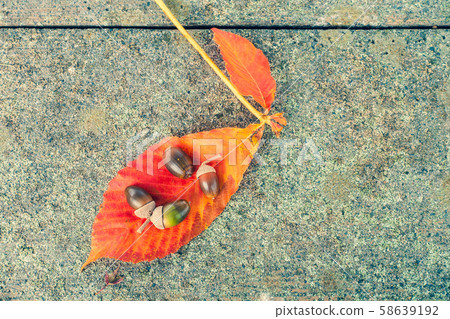 To木葉子和橡子的秋葉 To木葉子和橡子的秋葉 58639192