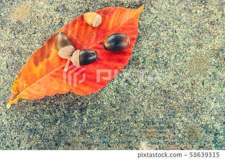 To木葉子和橡子的秋葉 To木葉子和橡子的秋葉 58639315