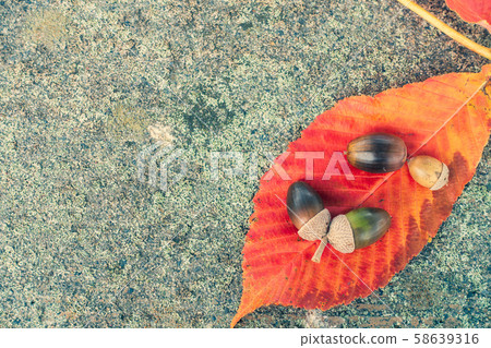 To木葉子和橡子的秋葉 To木葉子和橡子的秋葉 58639316