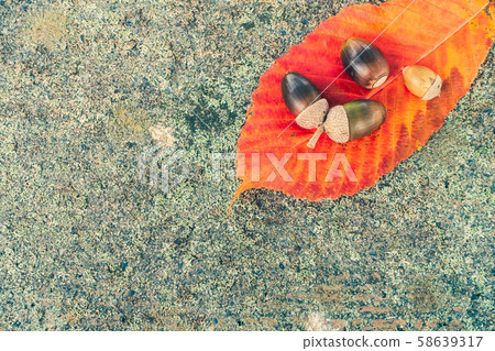 To木葉子和橡子的秋葉 To木葉子和橡子的秋葉 58639317