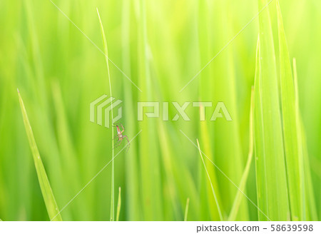 Close-up view of the spider on grass blade Close-up view of the spider on grass blade 58639598