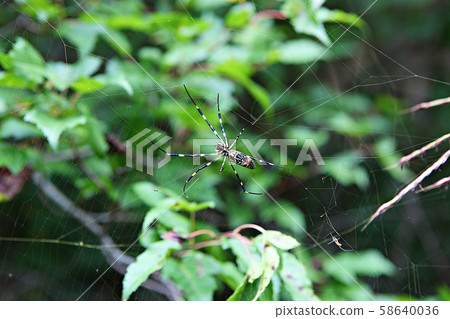 Spider Spider 58640036