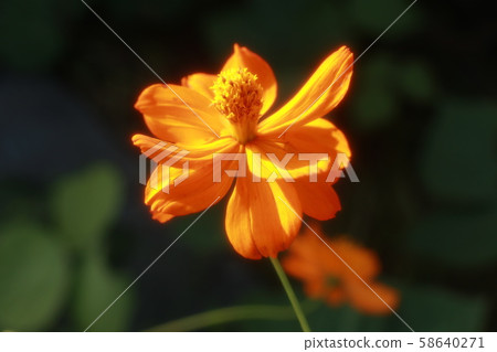 Autumn flowers: Yellow Bana Cosmos: Bank of Hoya River Autumn flowers: Yellow Bana Cosmos: Bank of Hoya River 58640271