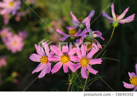Autumn flower: Cosmos: Autumn cherry tree: Hoya River bank Autumn flower: Cosmos: Autumn cherry tree: Hoya River bank 58640392