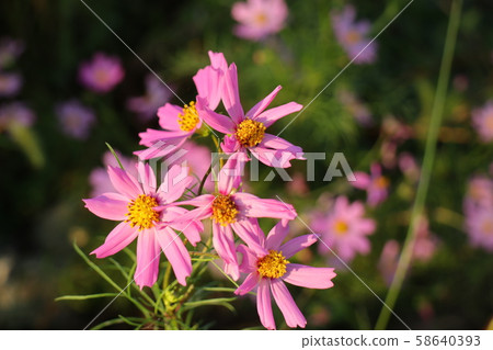 Autumn flower: Cosmos: Autumn cherry tree: Hoya River bank Autumn flower: Cosmos: Autumn cherry tree: Hoya River bank 58640393