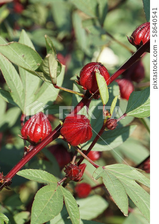 Roselle red fruit Roselle red fruit 58640541